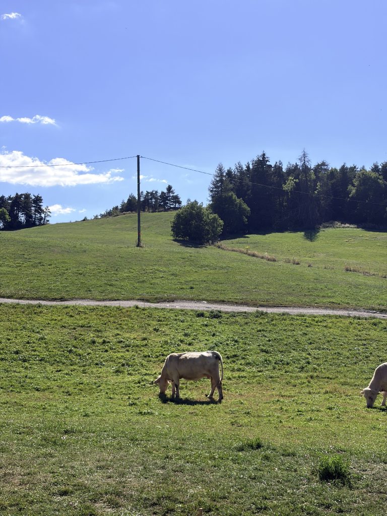 Champs de vache