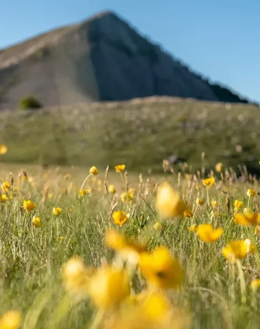 Pourquoi et comment adhérer ?